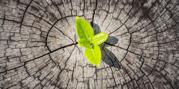 Green sprout growing from tree rings — symbol of resilience and growth